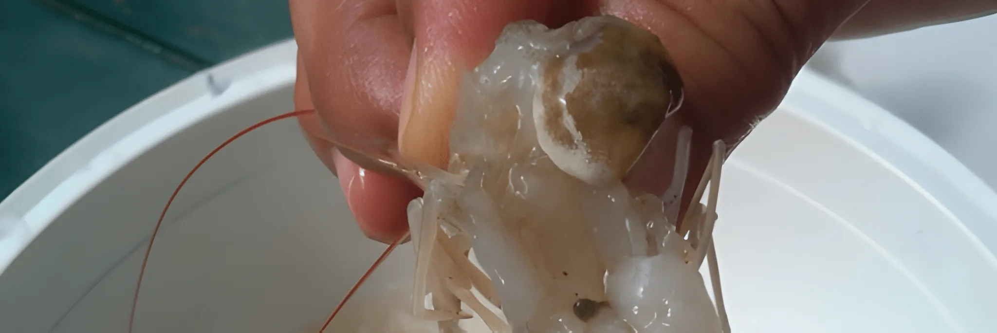 Teknik Pengendalian Penyakit Berak Putih pada Budidaya Udang Vaname