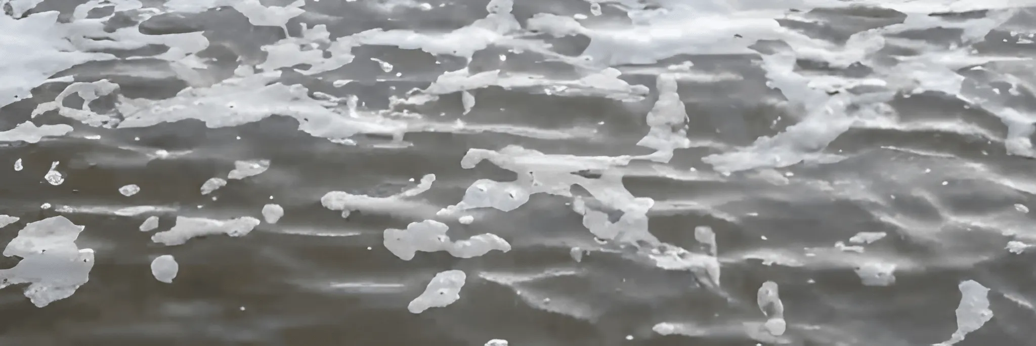 Cara Mengatasi Air Tambak Yang Keruh Agar Budidaya Udang Vaname Berhasil