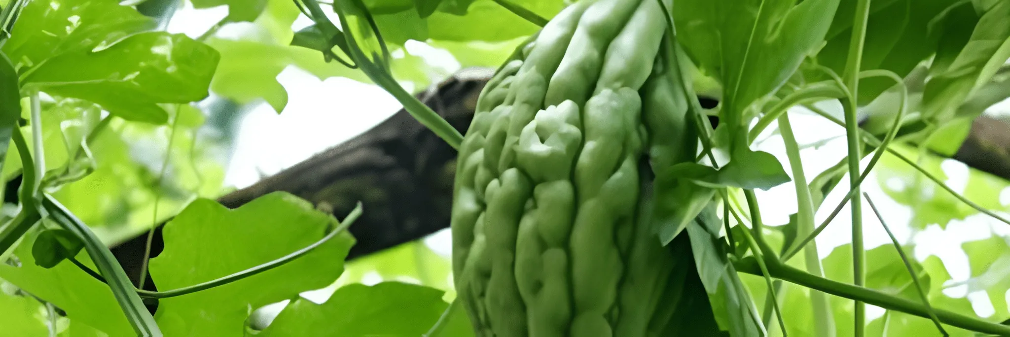 Daun Pare Dapat Digunakan sebagai Antibakteri Budidaya Ikan Air Tawar