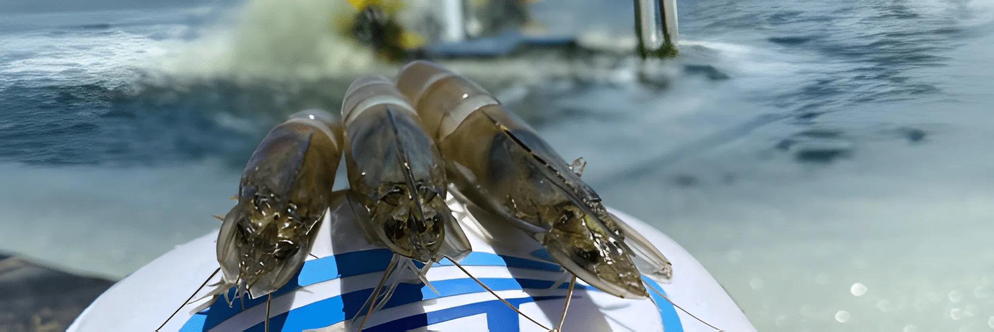 Teknologi Canggih Solusi Petambak Udang