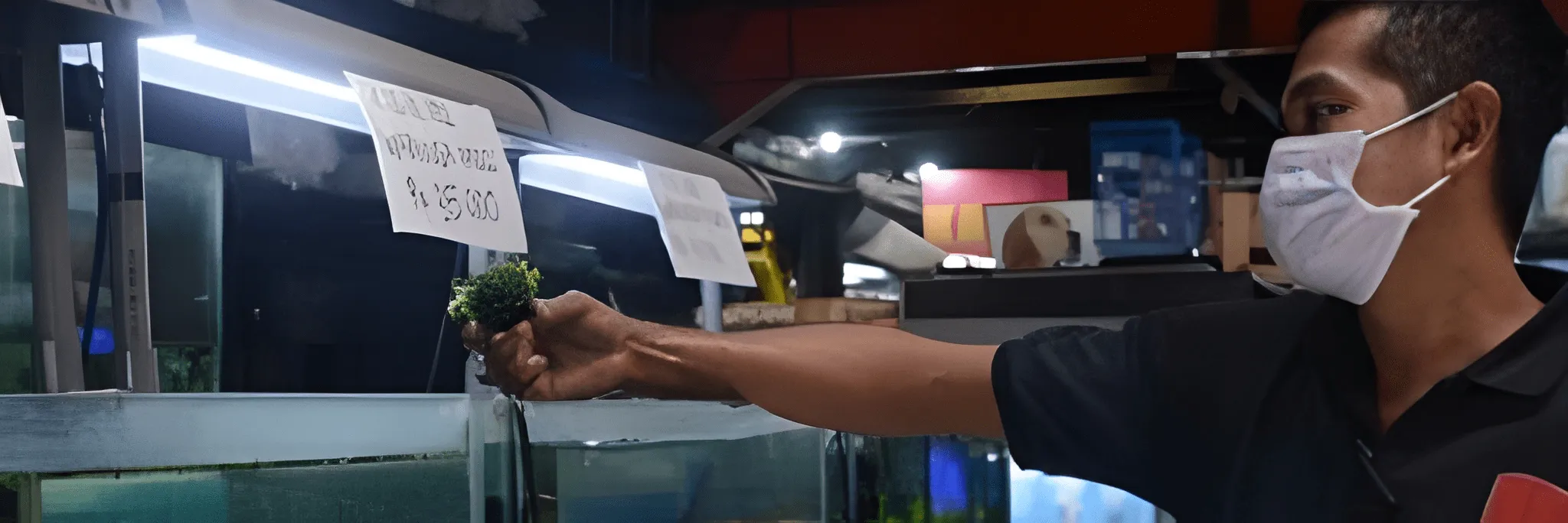 Bisnis Ikan Hias Kebal Pandemi, Tidak Ditinggalkan Penggemarnya