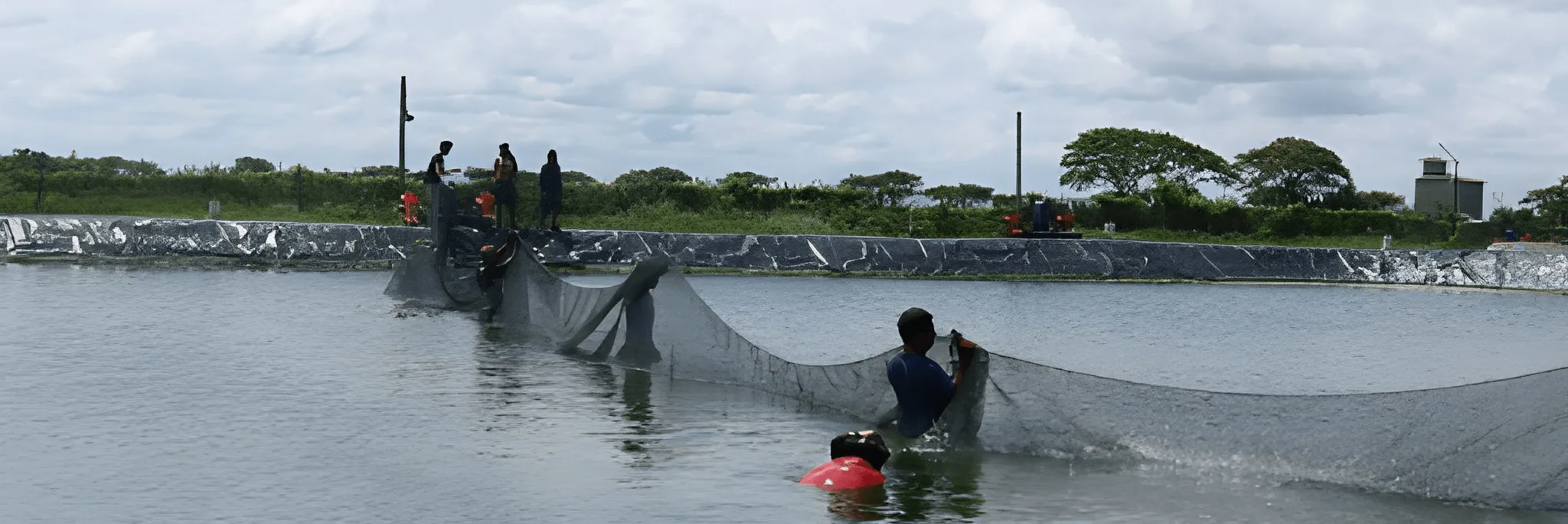 Pentingnya IPAL untuk Tambak Udang