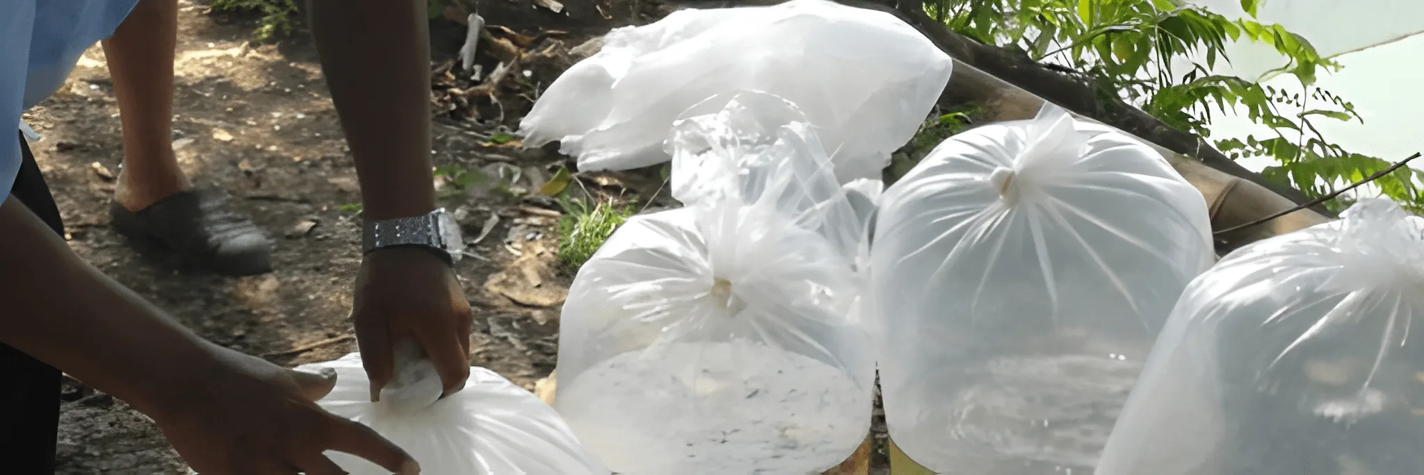 Transportasi Ikan Hidup