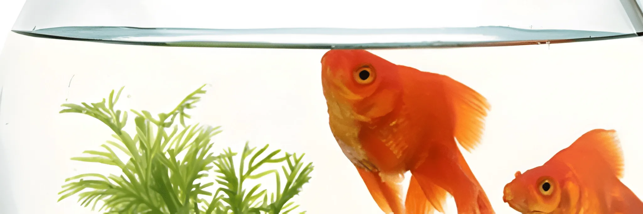 Penyebab Ikan Hias Mati dan Cara Mengatasinya