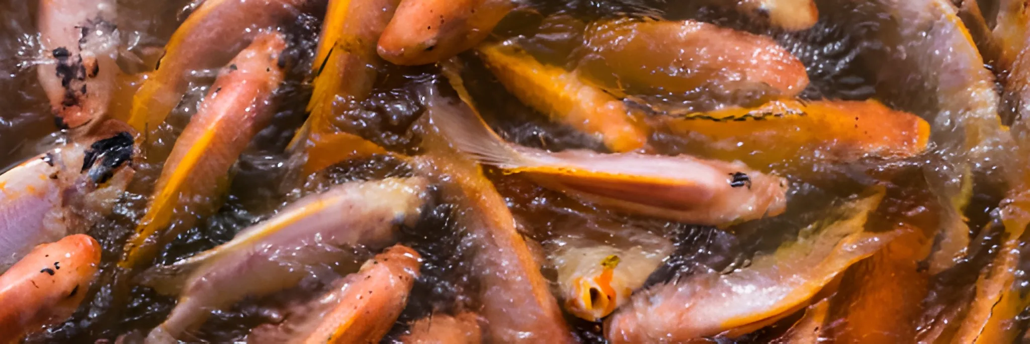 Teknik Jaring Gelar Panen Benih Nila lebih Menguntungkan