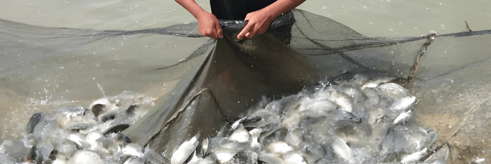 Cara Memanen Ikan Nila Secara Total Dan Sebagian