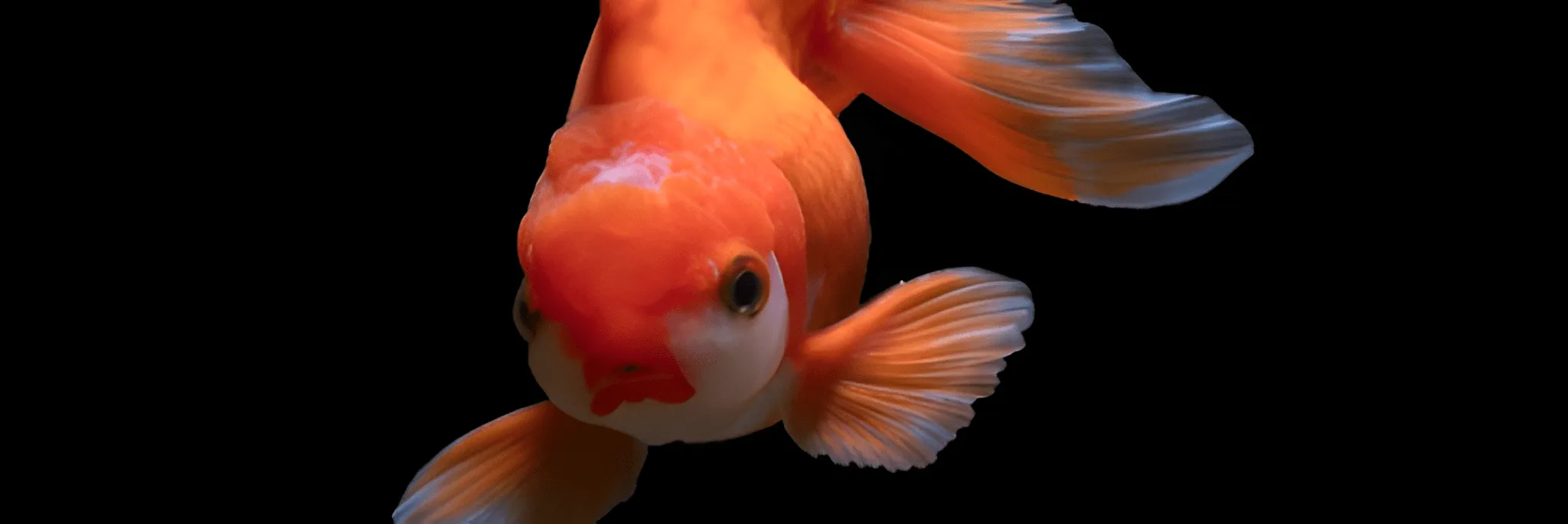 Persiapan Wadah dan Media Budidaya Ikan Mas Koki