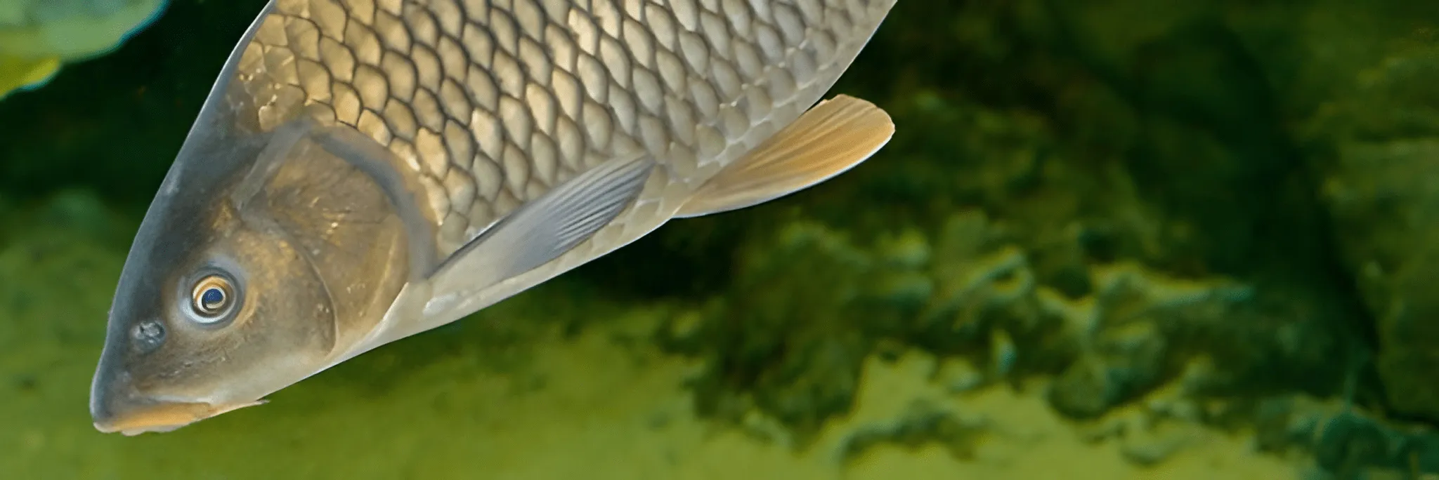 Tip Seputar Pemilihan Induk Ikan Mas