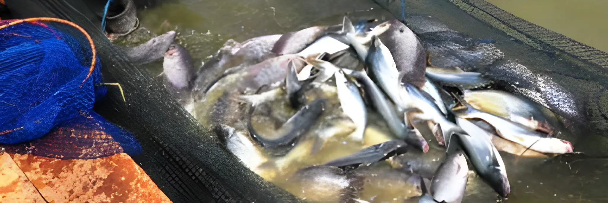 Persiapan Sebelum Budidaya Ikan Patin