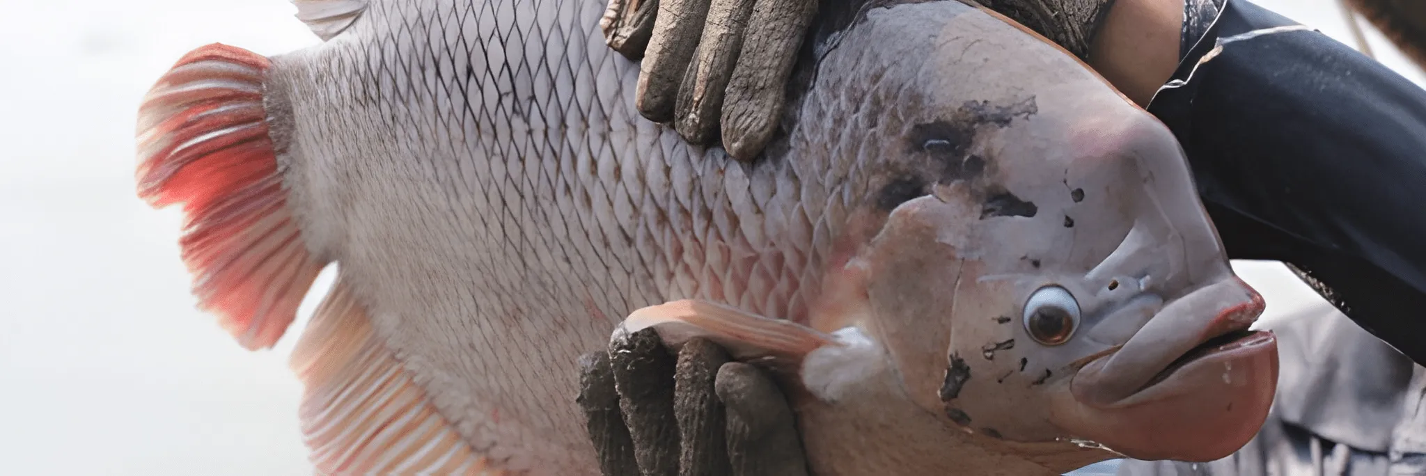 ”BIMA” Siap Bangkitkan Perikanan Kab. Limapuluh Kota