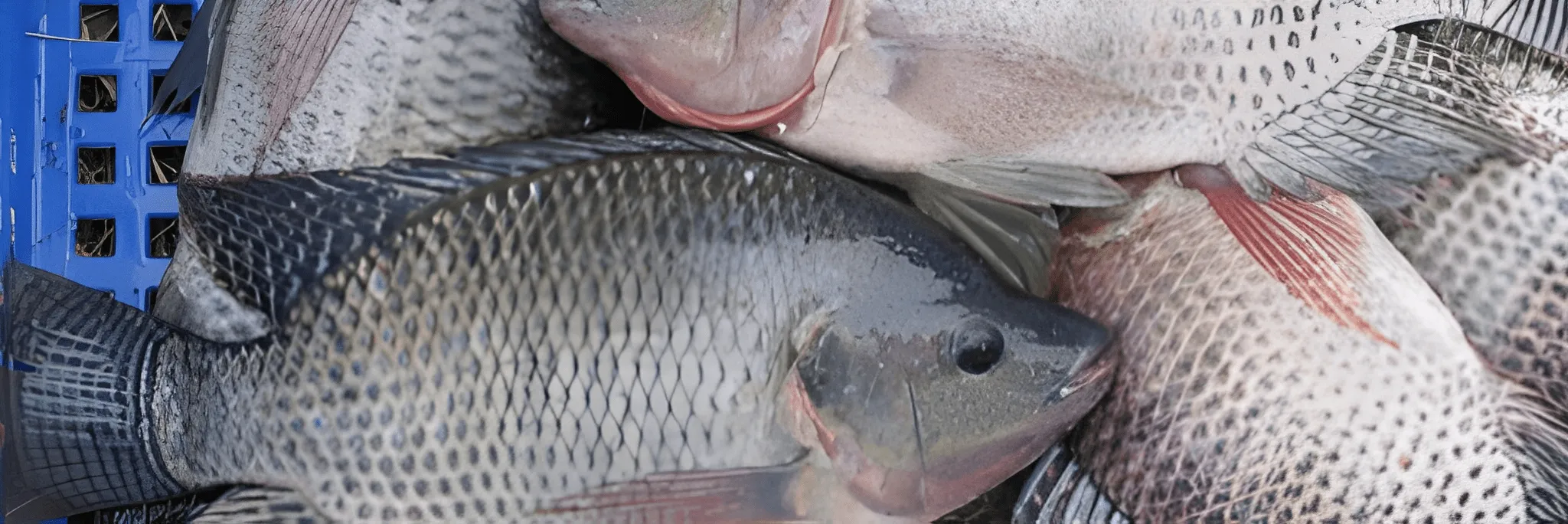 Mengenal Jenis-Jenis Ikan Nila Unggul