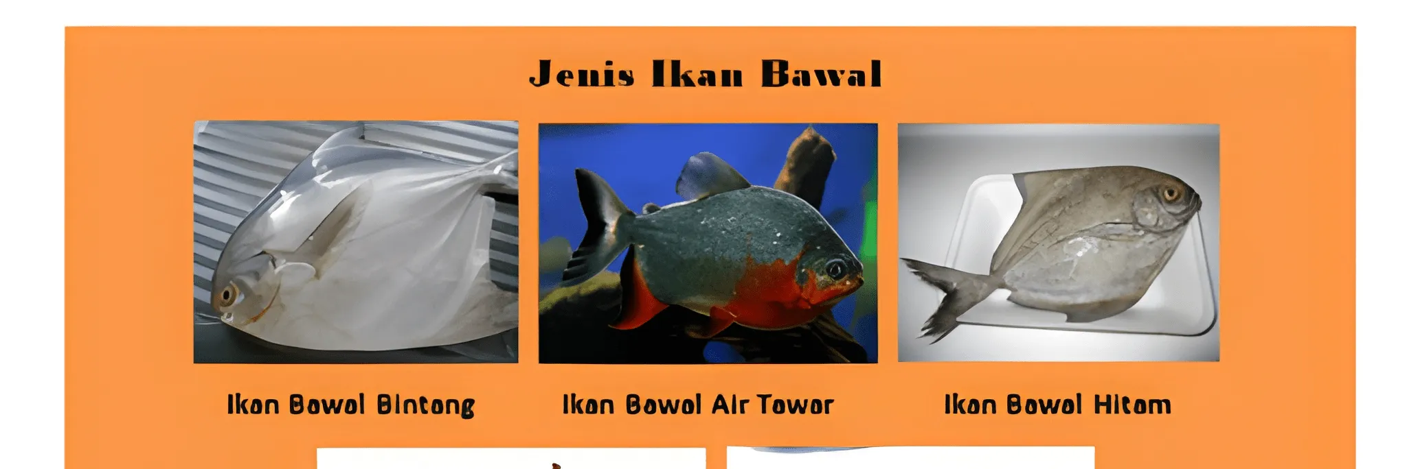 5 Jenis Ikan Bawal, Ciri Fisik, Karakteristik