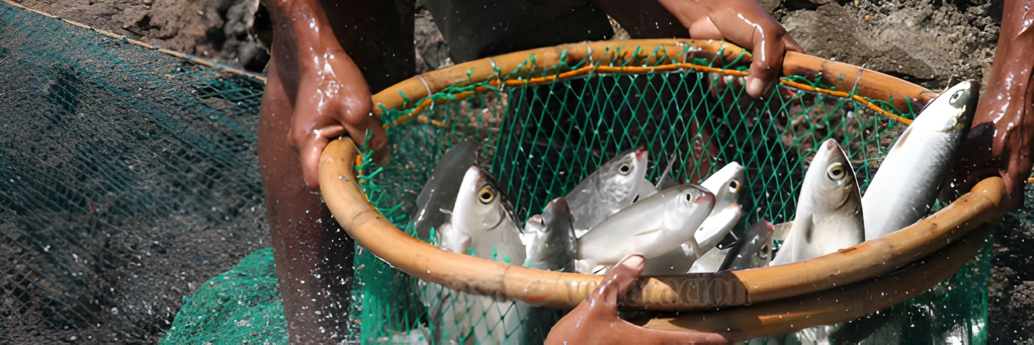5 Cara Budidaya Ikan Bandeng di Kolam Terpal