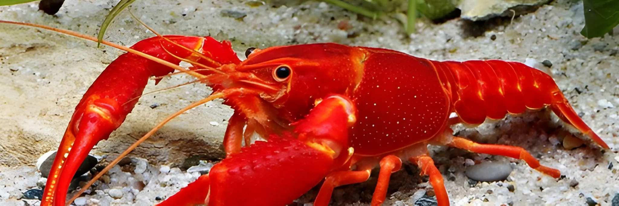 6 Cara Budidaya Lobster Hias di Akuarium dengan Mudah