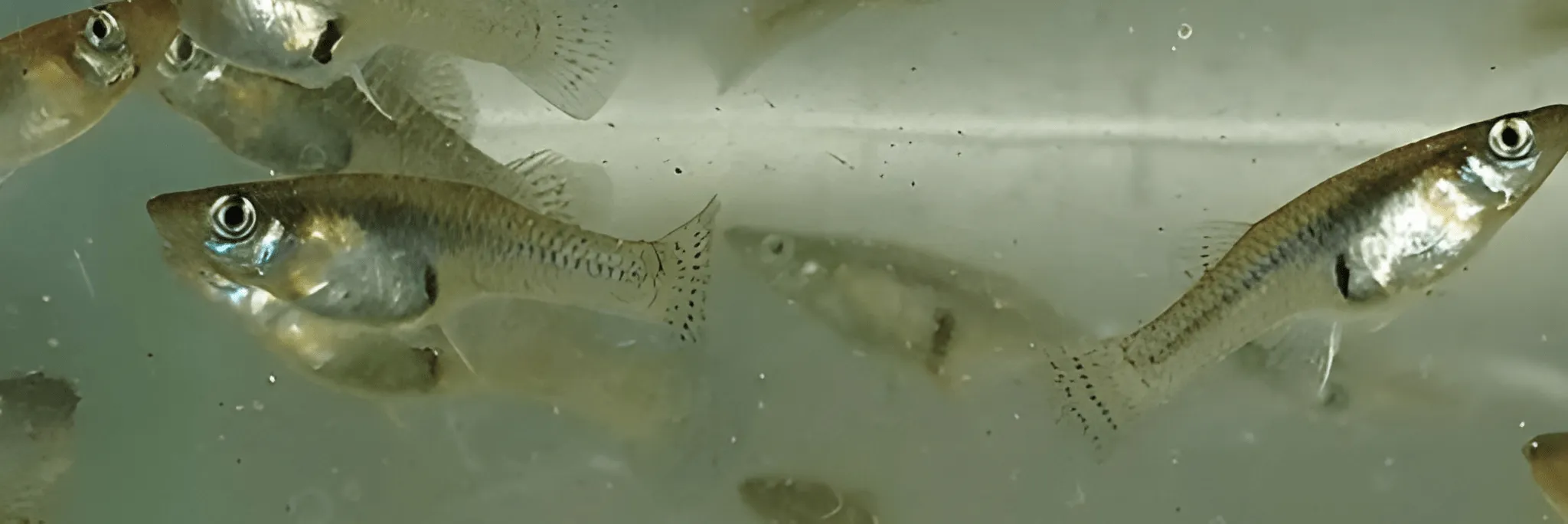 Cara Merawat Anak Ikan Guppy