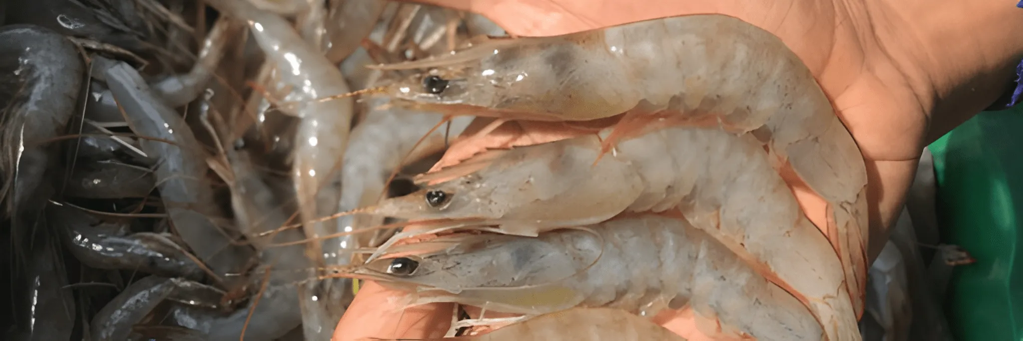 4 Keunggulan Budi Daya Tambak Udang dengan Sistem Klaster