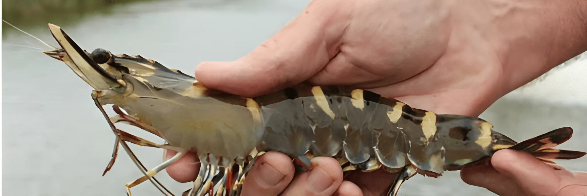 Peluang Bisnis Budidaya Udang Windu Organik