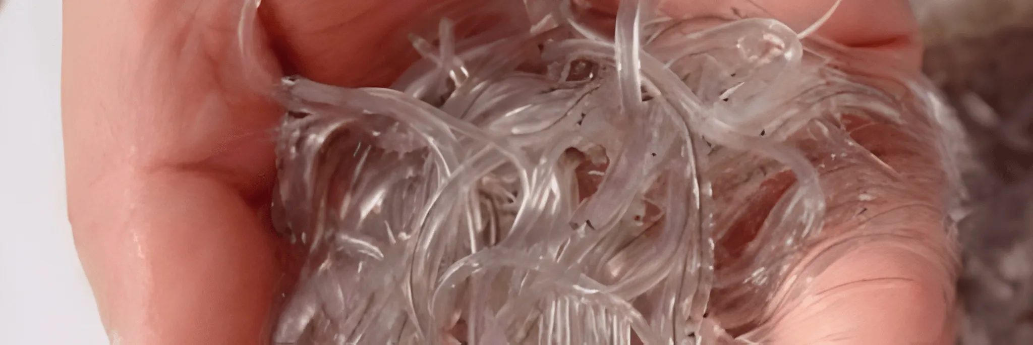 Benih dan Pakan Ikan Sidat