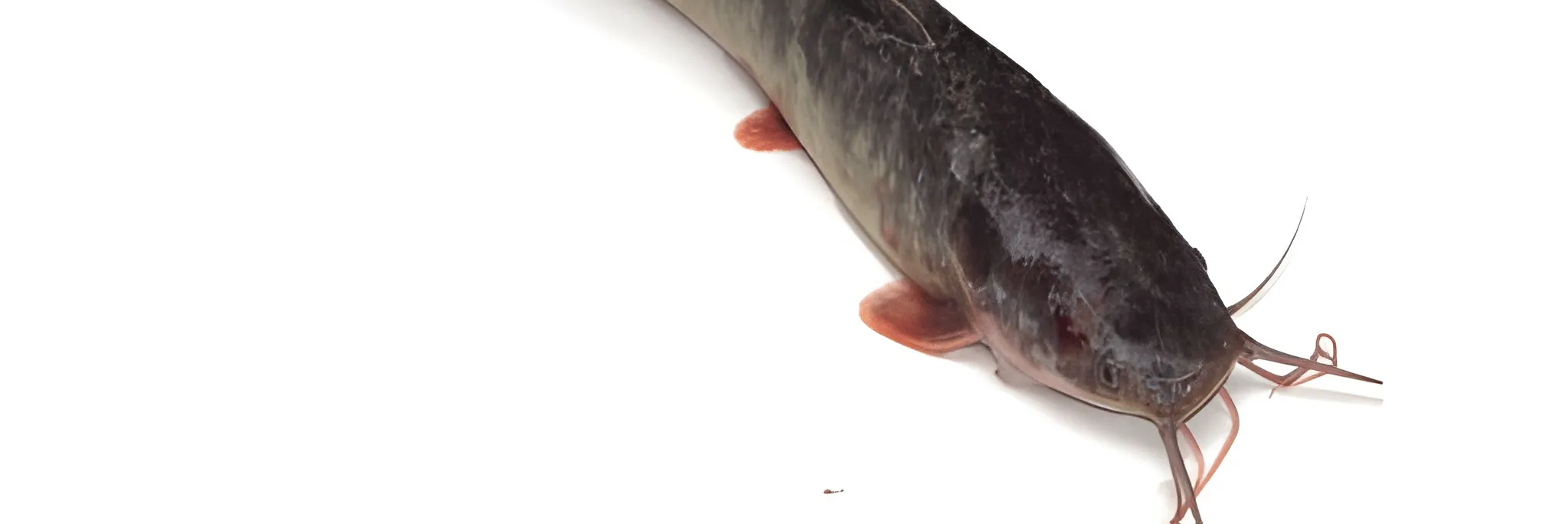 Morfologi dan Klasifikasi Ikan Lele (Clarias)