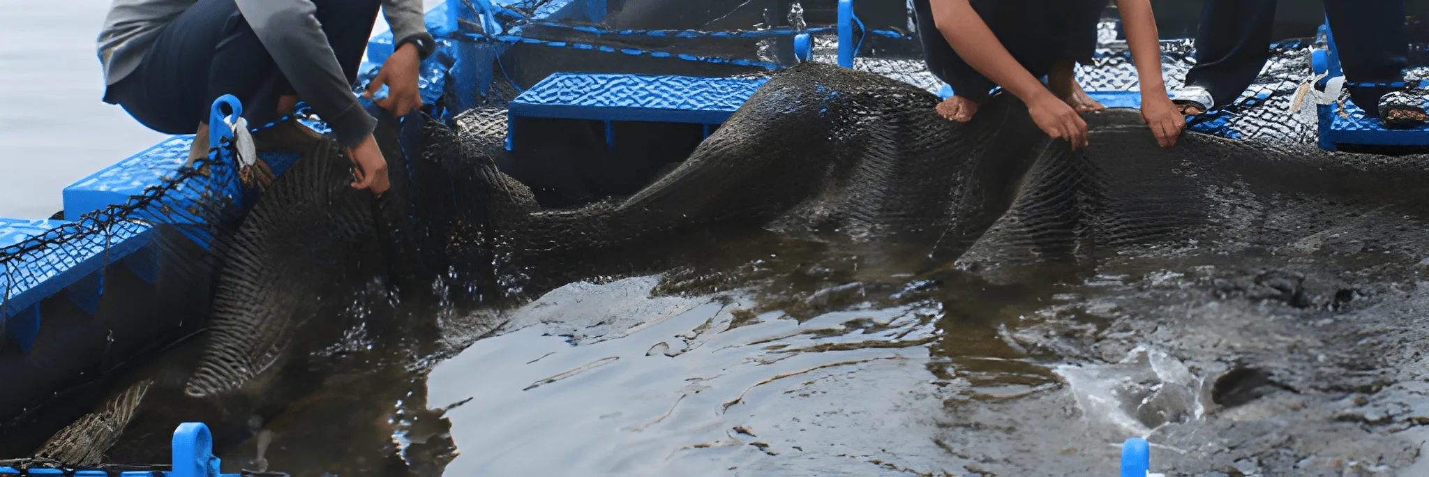 Menanggulangi Penyakit Infeksi Pada Ikan Laut