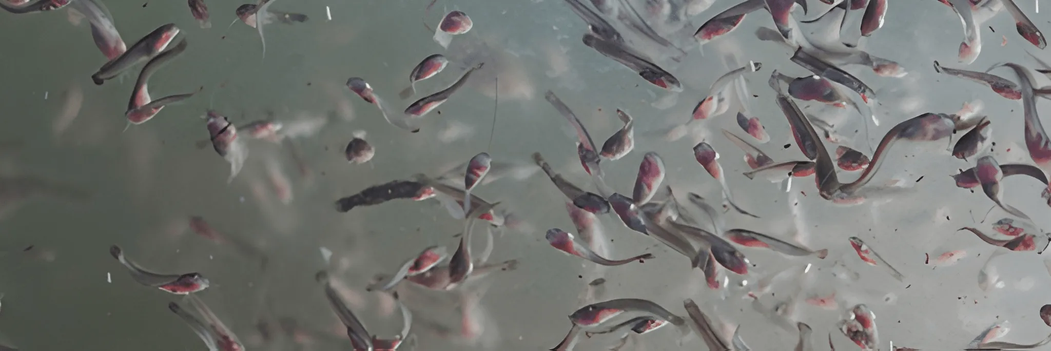 Benih Seukuran, Budidaya Aman