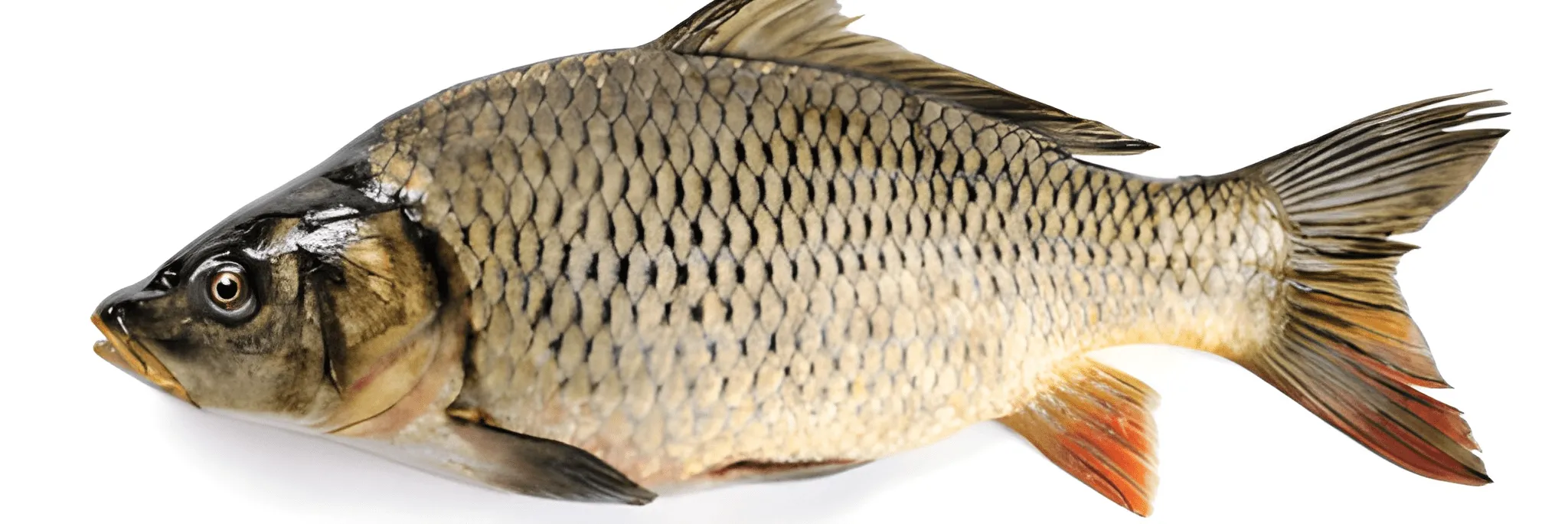 Cara Membedakan Ikan Mas Jantan dan Betina