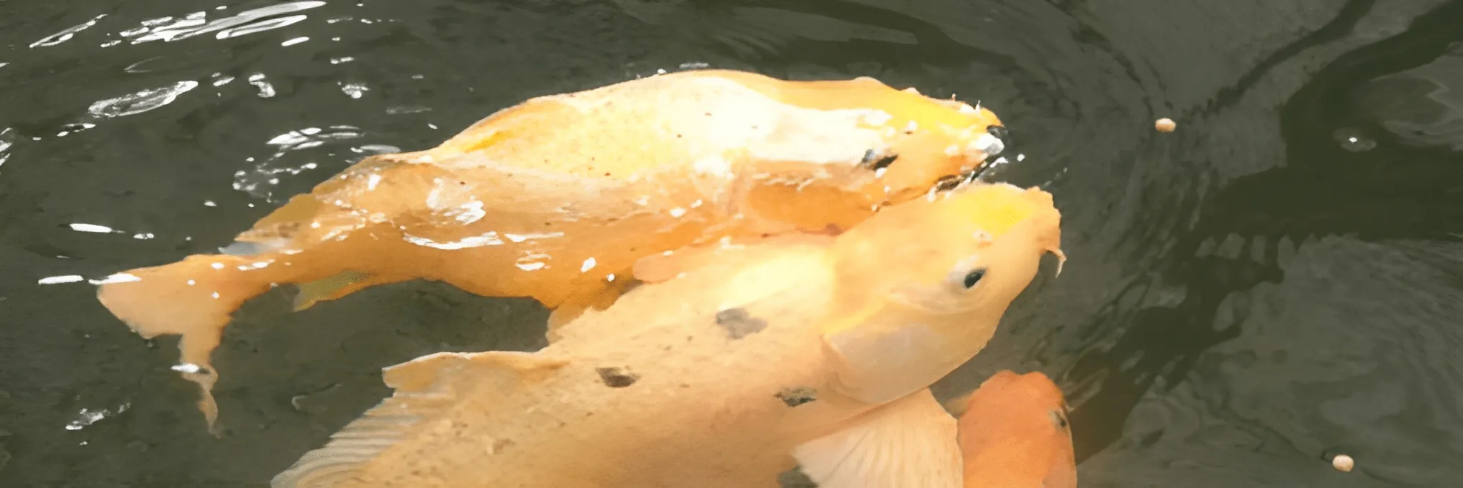 Cara Pemijahan Ikan Mas