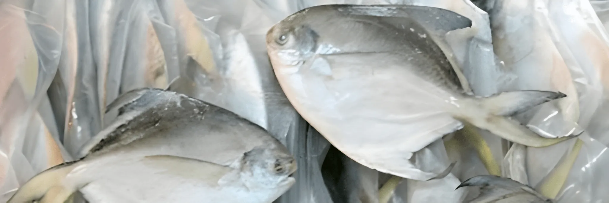 KKP Klaim Produksi Ikan Bawal Hybrid Unggul