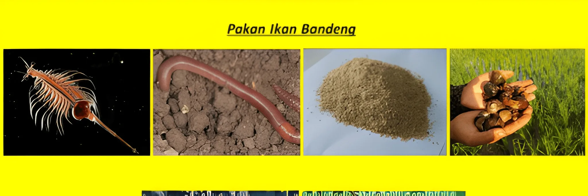 15 Jenis Pakan Ikan Bandeng Alami, Utama, Organik dan Alternatif