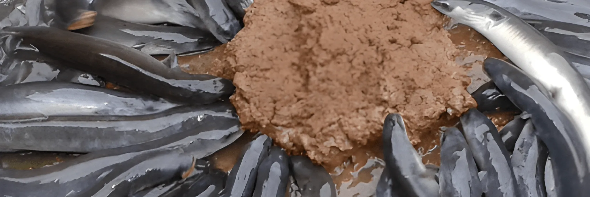 6 Cara Pembuatan Pakan Ikan Sidat