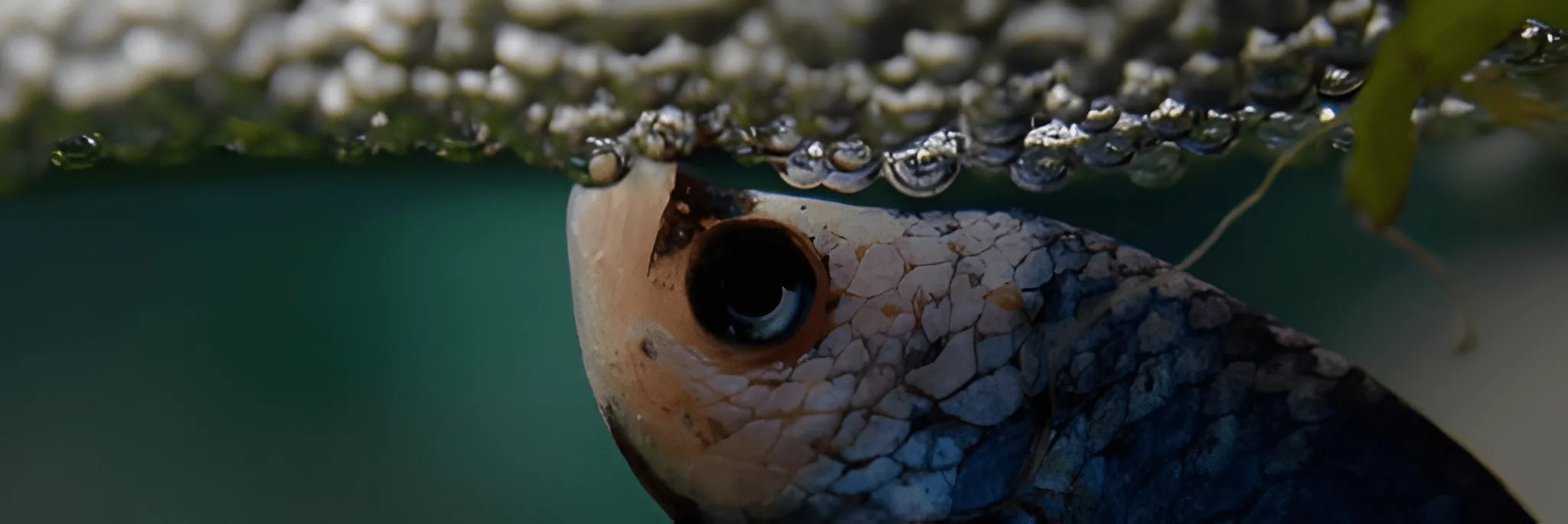 Kenapa Ikan Cupang Mengeluarkan Gelembung?