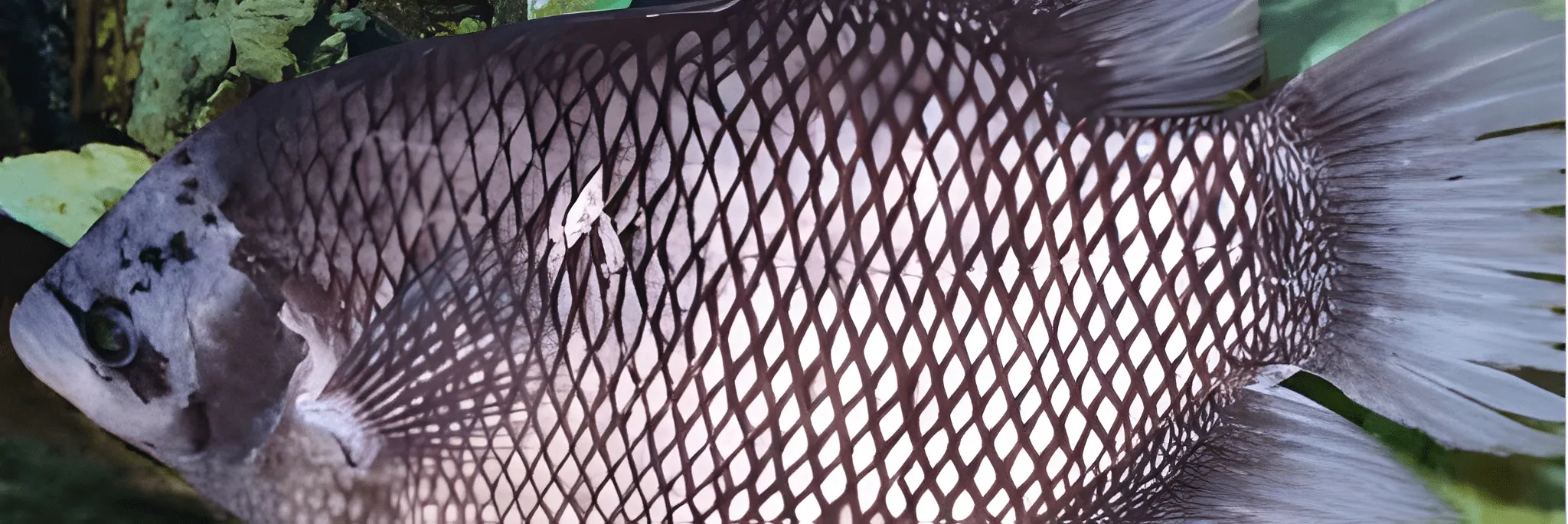 Makanan Ikan Gurame Agar Cepat Besar