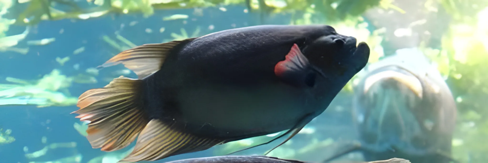 Cara Pemijahan Ikan Gurame