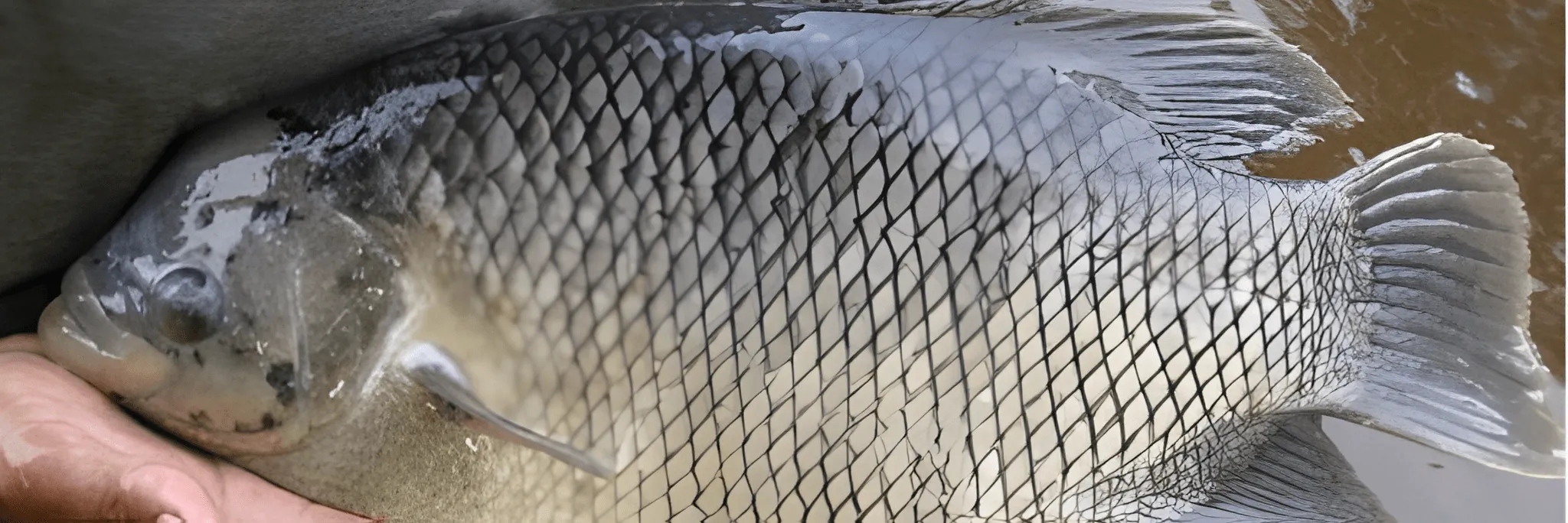 5 Cara Memilih Indukan Ikan Gurame yang Baik