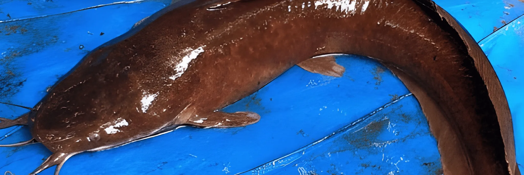 Seleksi Induk Ikan Lele Siap Pijah