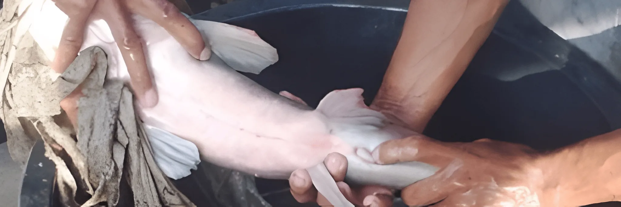 Cara Pemijahan Ikan Lele