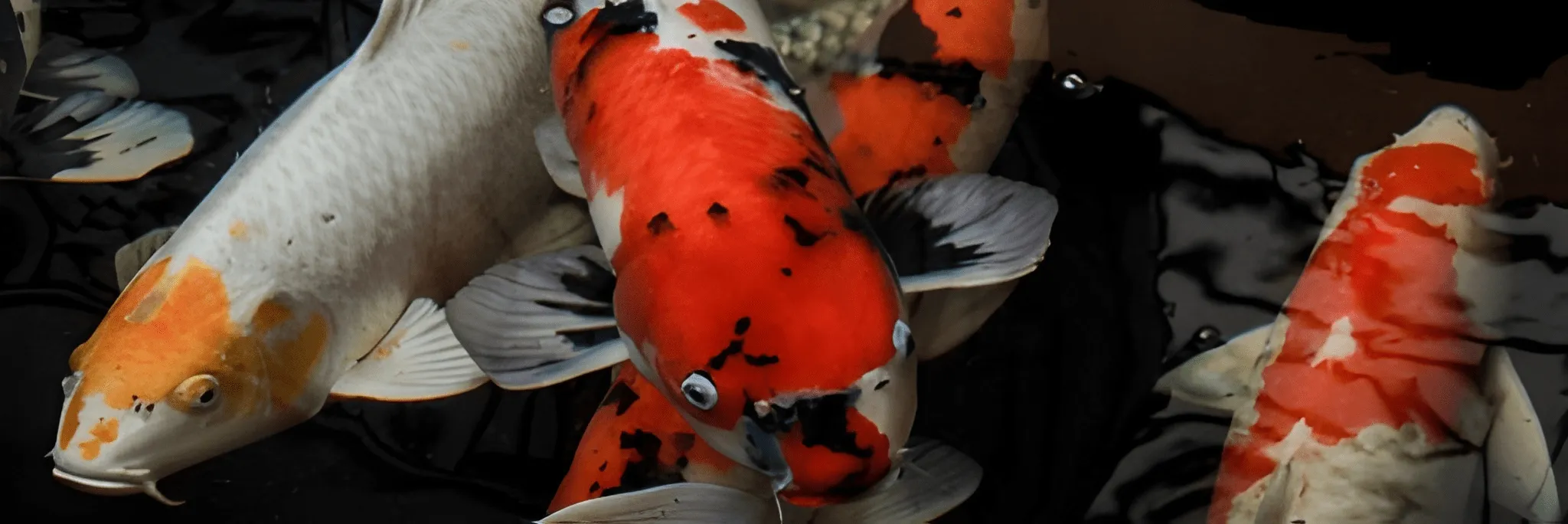 Mengenal Ikan Koi, Simbol Cinta dan Persahabatan