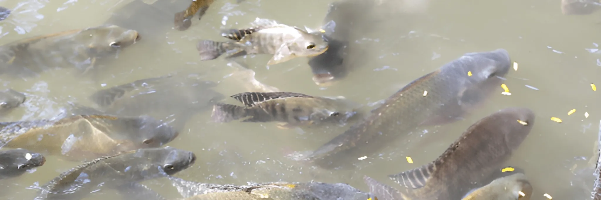Budidaya Ikan Nila di Kolam Tanah Bagi Pemula