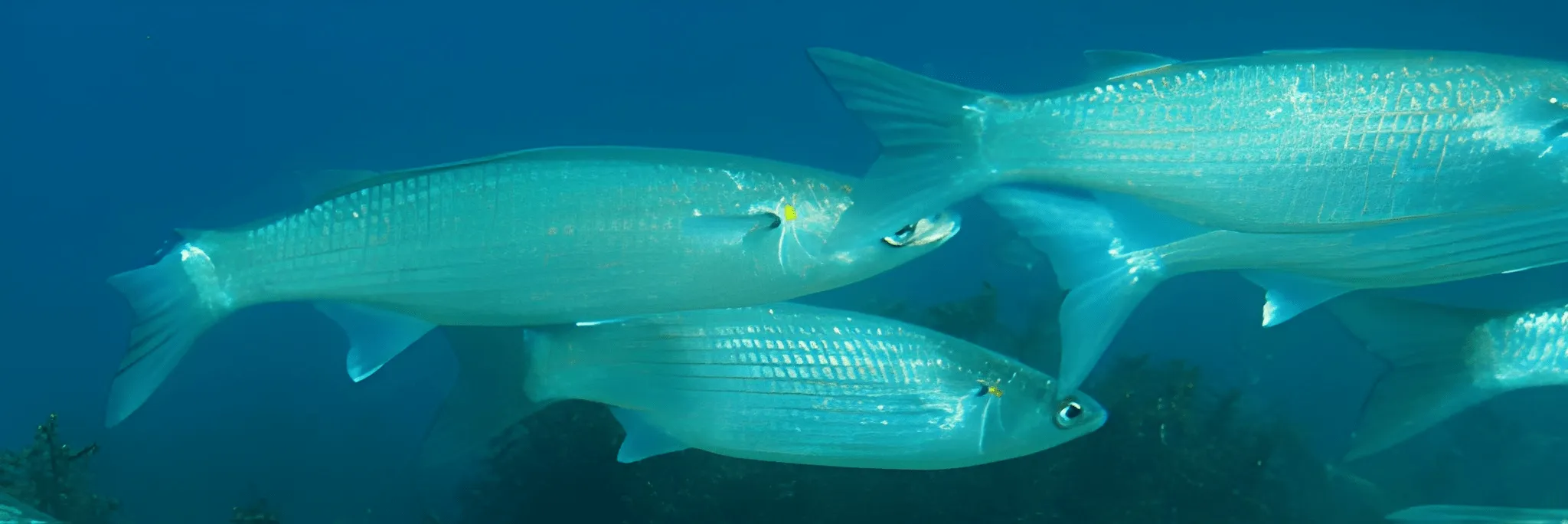 Pemberian Pakan Ikan Belanak saat Monokultur ataupun Polikultur