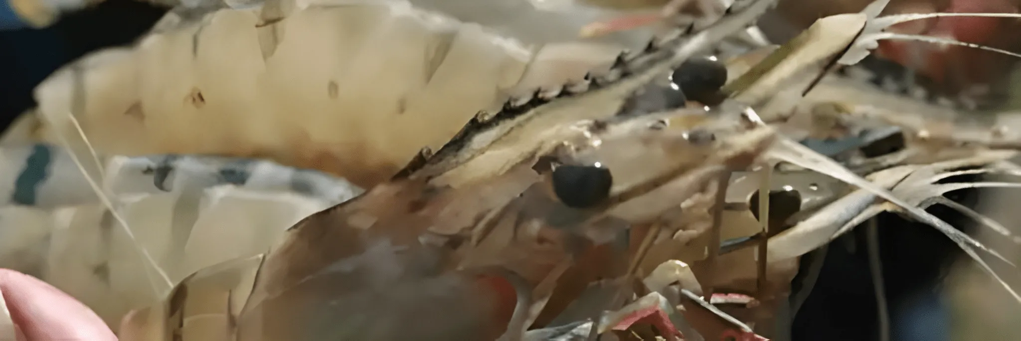 Tekan Biaya Produksi dengan 10 langkah Sistem Tambak Nursery (Part 2)