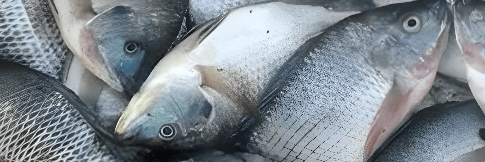 KKP Kembangkan Vaksin Kombinasi Ikan Nila dengan Tingkat Perlindungan yang Lebih Tinggi