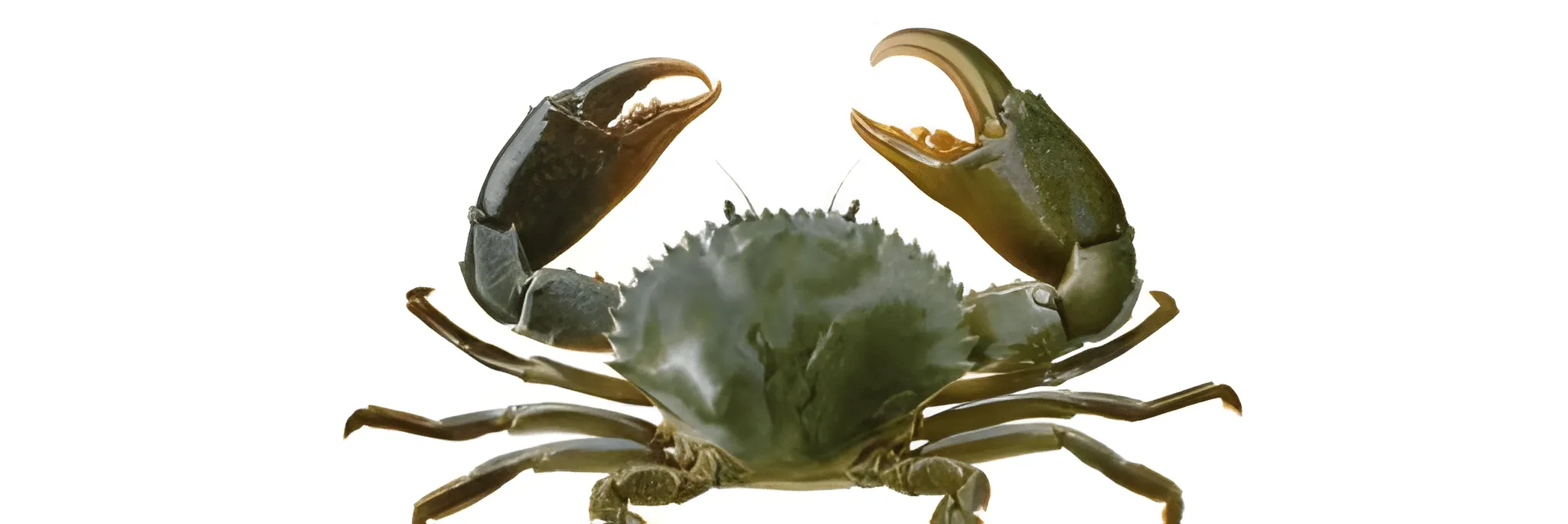 Pembesaran Kepiting Bakau (Scylla Serrate) Skala Kecil