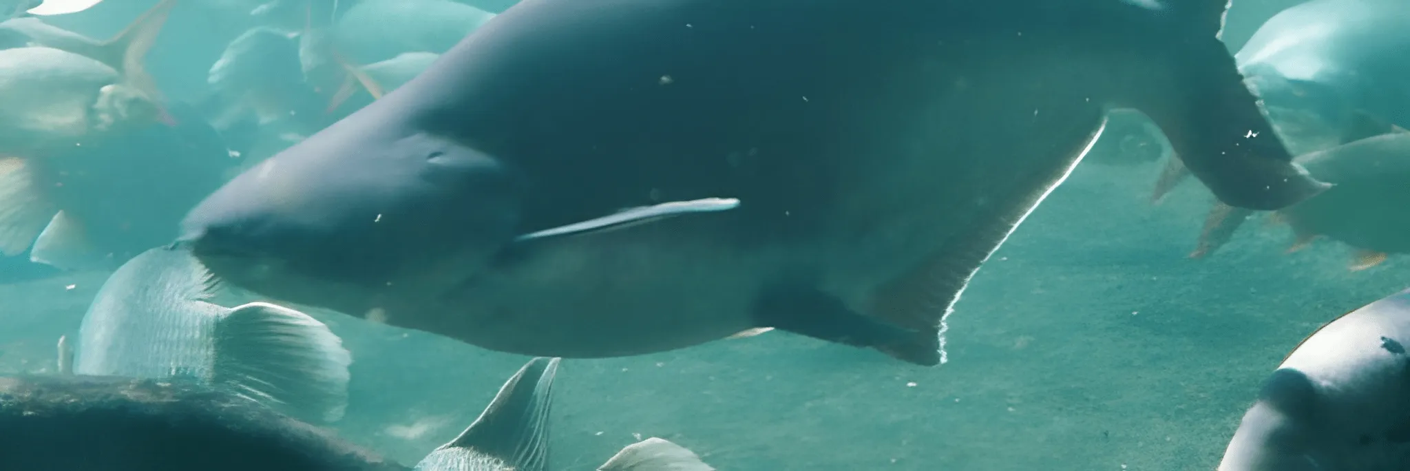 Begini Pembenihan Patin Ala BPBAT Jambi