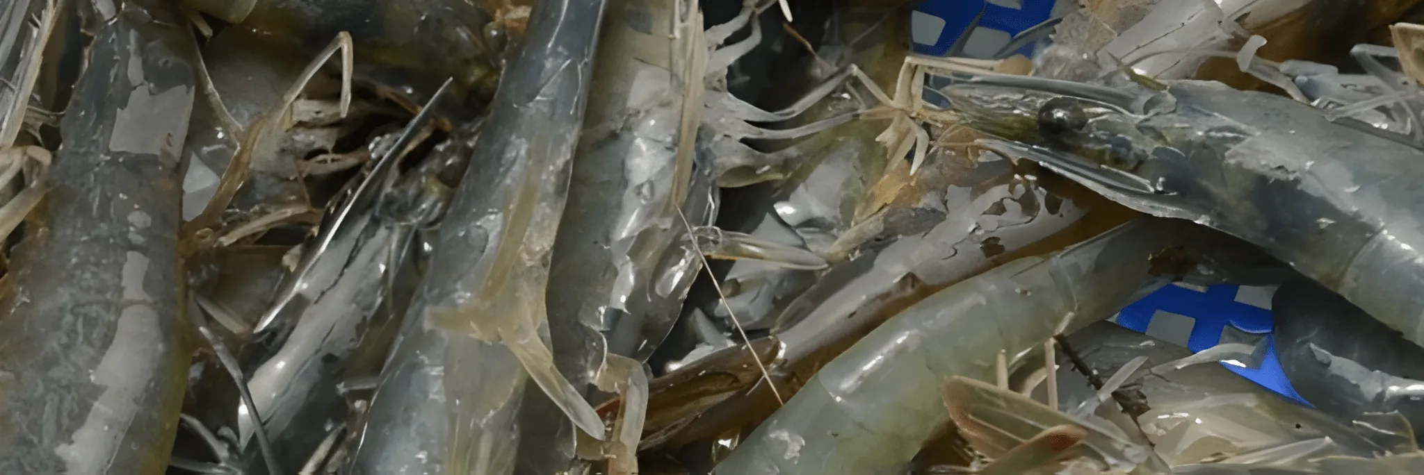 Berbasis Pesantren, Ridwan Kamil Harap Ekspor Udang Naik