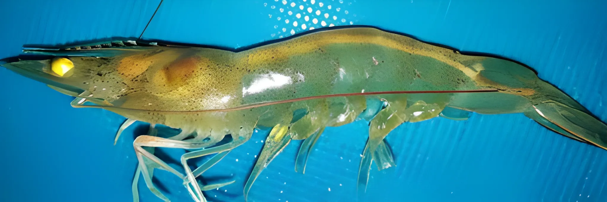 Campuran Ekstrak Lengkuas Merah pada Pakan Untuk Atasi White Feces Disease