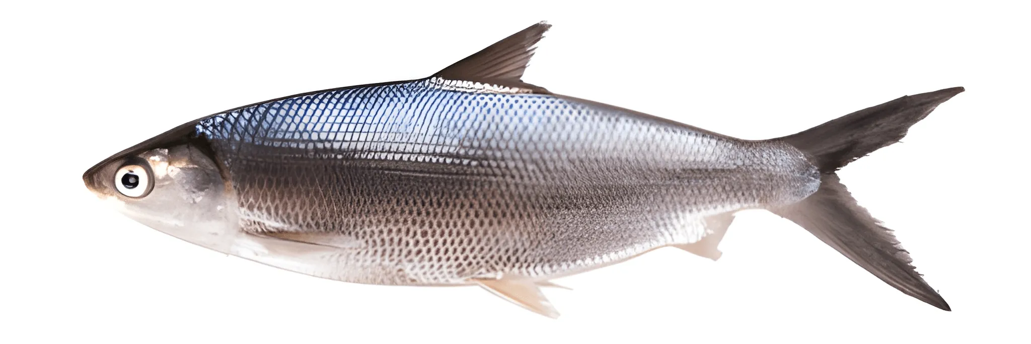 Jenis Ikan Air Payau yang Sering Dibudidayakan