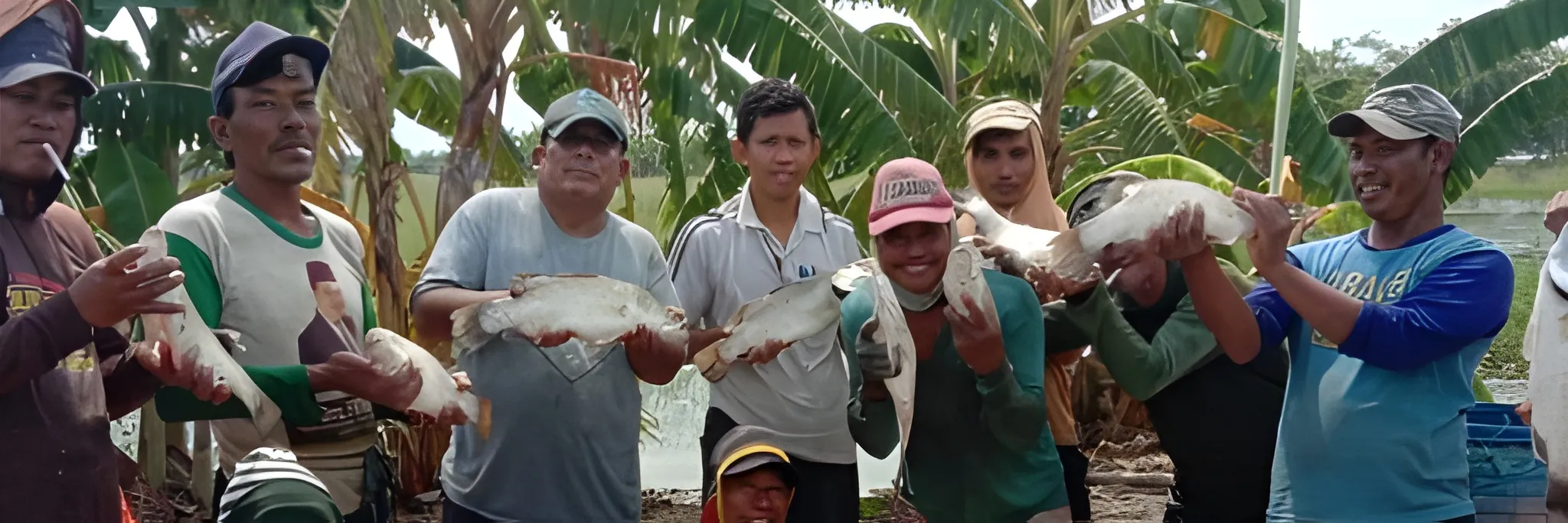 Dari Laut, Kakap Putih Berkembang di Air Payau
