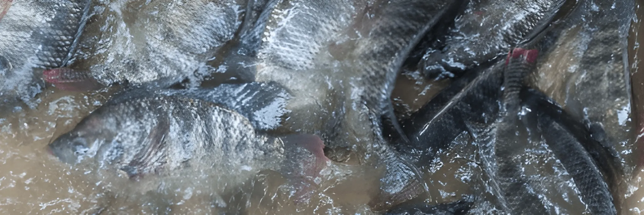 Budidaya Ikan Dikembangkan di Pesantren