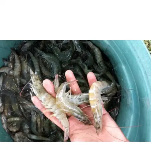 Mengenal Biofilm dalam Tambak Udang