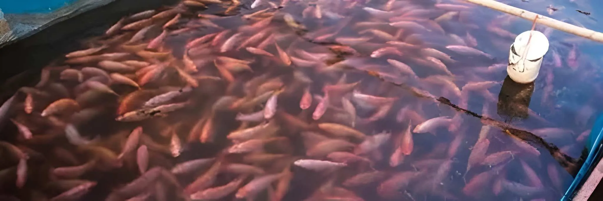 Komplit! Begini Cara Budidaya Ikan Nila di Kolam Terpal